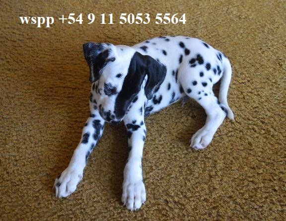 ./billy_patch1_1775829058822