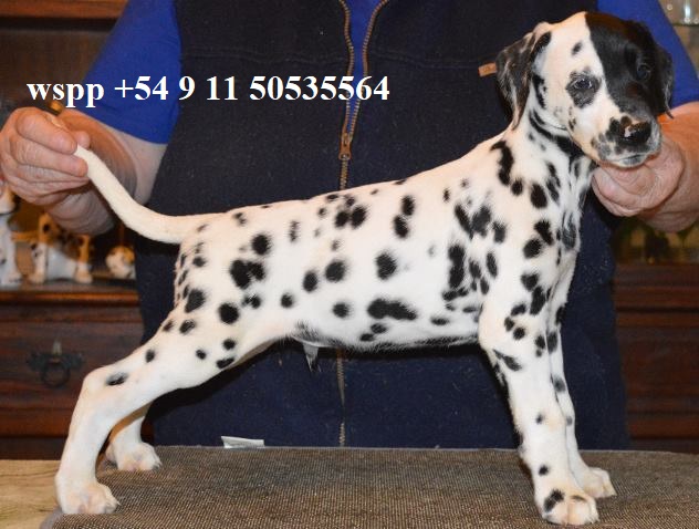 ./billy_patch2_1775829058822