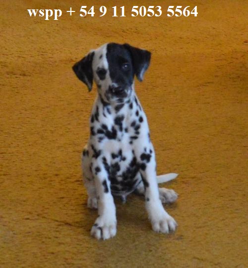 ./billy_patch3_1775829058822